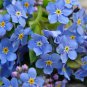 Blue Myosotis Sylvatica Forget-me Flower Original 60 potted plant  Seeds