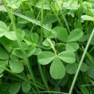 Clover Bonsai Trifolium Repens Beauty Lucky Original 250 improve the environment Seeds