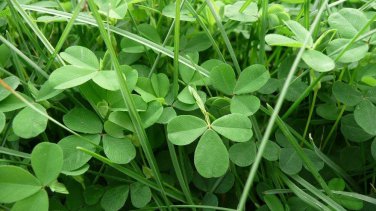 Clover Bonsai Trifolium Repens Beauty Lucky Original 250 improve the environment Seeds