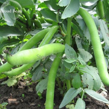 Vicia faba Dwarf Broad Bean 5 healthy green Seeds
