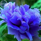Paeonia Suffruticosa 5 bonsaiChinese Blue Hybrid Peony Seeds
