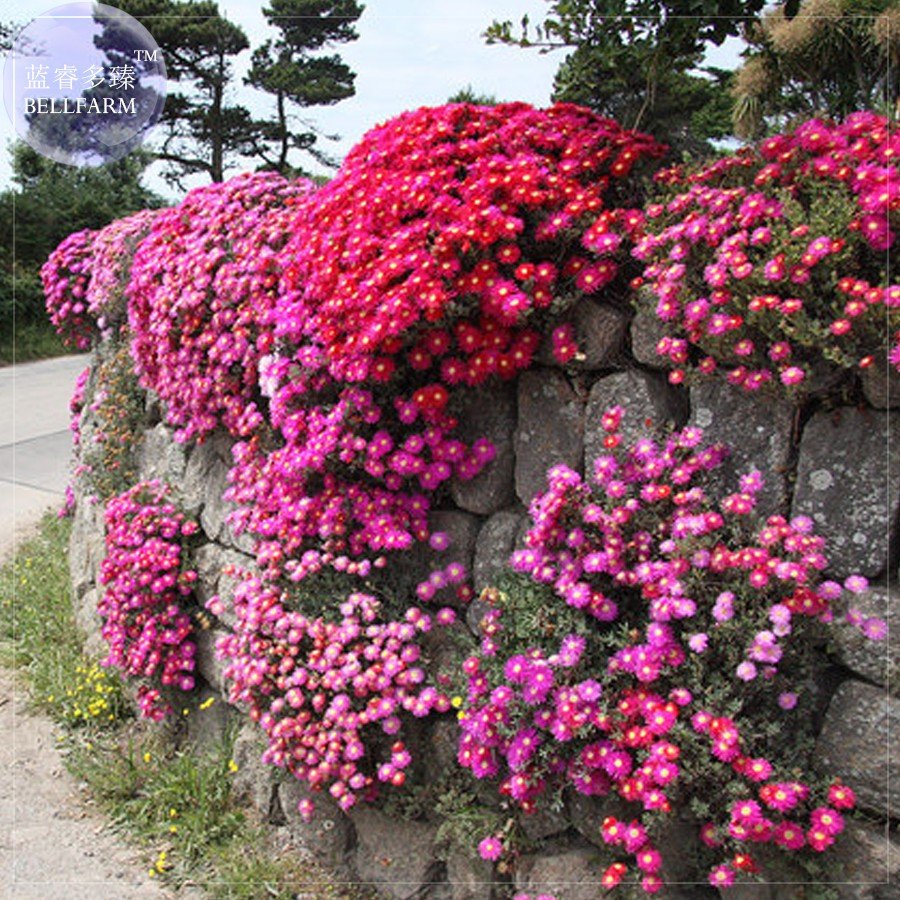 Ice Plant Mesembryanthemum Daisy Mixed 20 Dorotheanthus Bellidiformis Seeds