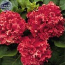 Red Double Valentine Pelleted Petunia 200 bonsai big blooms Seeds