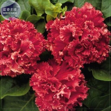 Red Double Valentine Pelleted Petunia 200 bonsai big blooms Seeds