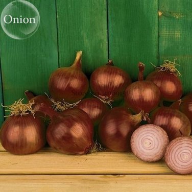 Red Creole Onion Vegetables 100 edible tasty vegetables Seeds