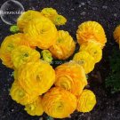 Rare Beautiful Yellow Ranunculus Asiaticus Persian Buttercup Flowers 20 Seeds