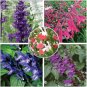 Imported Mixed 5 Typed of Salvia with tubular flowers 20 deep purple black blue pink purple Seeds