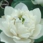 Nelumbo nucifera Woo-wall Lotus White Big Blooming Flower 5 aquatic plant long flowering time Seeds