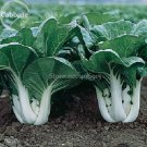 Pak Choi White StemChinese Cabbage 200 open pollinated vegetables Seeds