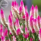 Rare Beautiful White Pink Celosia Spicata Woolflower 50 strong fragrant herb flowers Seeds