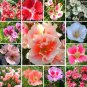 Mixed Godetia Monarch Clarkia Amoena Flowers 50 Garden Bonsai Godetia Grandiflora Seeds