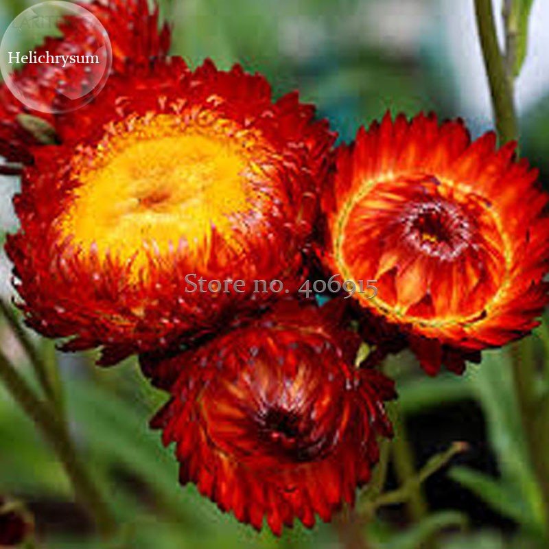 Rare Fire Red Helichrysum Strawflower Annual Flower with golden eye 30 herbal edible flowers Seeds