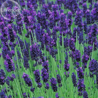 Hidcote Blue Provence Lavender 20 fragrant cut flowers Seeds