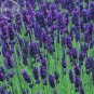 Hidcote Blue Provence Lavender 20 fragrant cut flowers Seeds