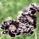 Black White Dianthus Chinensis Chianti Double Flowers 50 light fragrant flowers Seeds