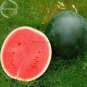Dark Green less Watermelon Red Inside Fruits 5 sweet juicy tasty easy growing Seeds