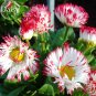 Bellis Perennis White Red Daisy Annual Flowers 50 english monstrosa flowers Seeds