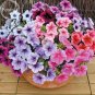 Mix Purple Pink Red White Colors Petunia Superbissima 100 flowers Seeds