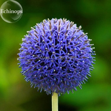 Blue Globe Thistle Echinops Big Onion Flowers 50 good-looking light up garden flowers Seeds