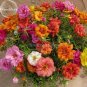 Portulaca Grandiflora Flowers 200 Mix bonsai garden flowers Seeds