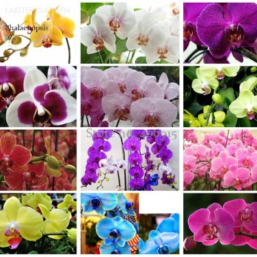 Mix Phalaenopsis Amabilis Butterfly Orchid 100 fragrant attract butterflies Seeds