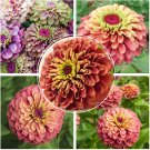 Imported Queen Red Lime Zinnia 50 Exotic and unusual bicolor zinnia Seeds