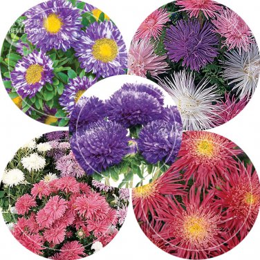 Rare Imported Mixed 5 Types of Aster Flower 50 purple red pink colorful blue mixed Seeds