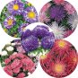 Rare Imported Mixed 5 Types of Aster Flower 50 purple red pink colorful blue mixed Seeds