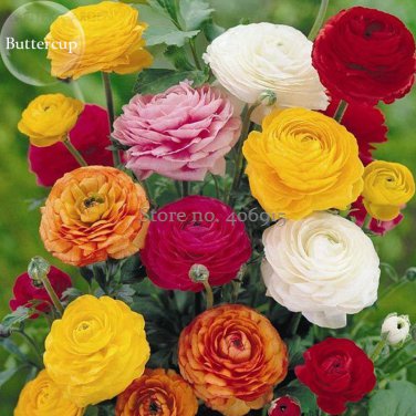 Rare Colorful Beautiful Ranunculus Asiaticus Persian Buttercup Flowers 20 dazzling flowers Seeds
