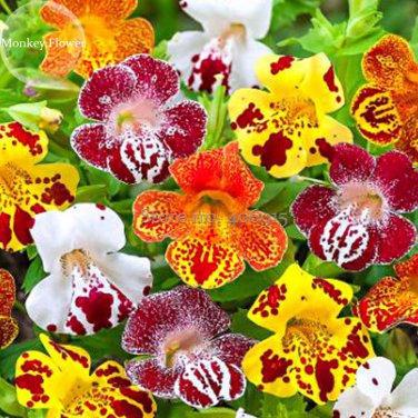Rare Beautiful Colorful Monkey Face Flowers 30 mixed attract butterflies  Seeds