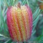 Banksia occidentalis 5 garden flowers Seeds