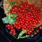 Mini Bright Red Cherry Tomato Fruits 100 organic tomato Seeds