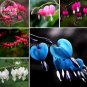 Dicentra Spectabilis Mixed Bleeding Heart 5 Plant Herb Seeds