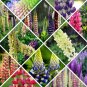 Mixed 12 Types of Russell Lupine Dull Ice Flowers 20  Seeds