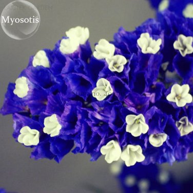 Blue Sea Lavender Limonium Sinuatum 30 forget me not cut flowers Seeds