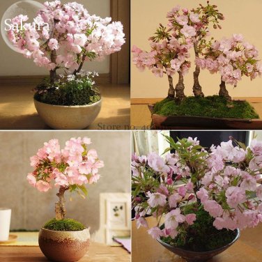 Bonsai Organic Oriental Cherry Blossoms Sakura 20 big blooming fragrant flowers Seeds
