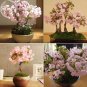 Bonsai Organic Oriental Cherry Blossoms Sakura 20 big blooming fragrant flowers Seeds