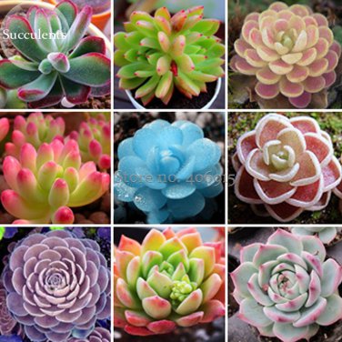 Mixed SucculentsRare Plant 30 office pot decor Seeds