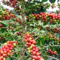 100% Genuine Colorful Coffee Bean Plants 10 high medicinal value Seeds