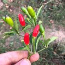Organic Green Red White Hot Chilli Pepper Vegetables 20 Mixed green nutritious vegetables Seeds