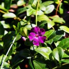 Rare Beautiful Purple Periwinkle Vinca major Flower 10 Seeds