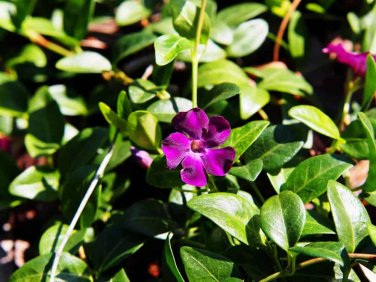 Rare Beautiful Purple Periwinkle Vinca major Flower 10 Seeds