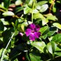 Rare Beautiful Purple Periwinkle Vinca major Flower 10 Seeds