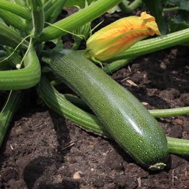 Dark Green Zucchini Summer Squash Bonsai Vegetables 8 edible organic cucurbita pepo Seeds