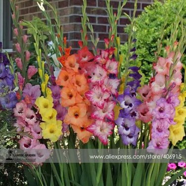 New Gladiolus Flower 50 Very Beautiful Sword Lily Flower COLOR B Seeds