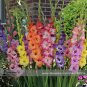 New Gladiolus Flower 50 Very Beautiful Sword Lily Flower COLOR B Seeds
