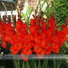 New Gladiolus Flower 50 Very Beautiful Sword Lily Flower COLOR C Seeds