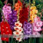 New Gladiolus Flower 50 Very Beautiful Sword Lily Flower COLOR D Seeds