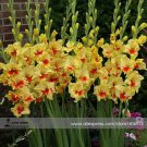 New Gladiolus Flower 50 Very Beautiful Sword Lily Flower COLOR F Seeds