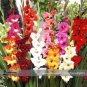 New Gladiolus Flower 50 Very Beautiful Sword Lily Flower COLOR G Seeds